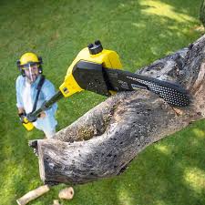 Why Choose Our Tree Removal Services in Parshall, ND?