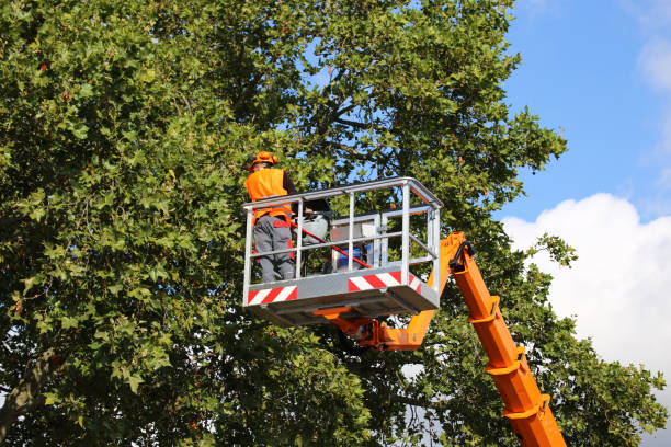 Best Arborist Consultation Services  in Parshall, ND