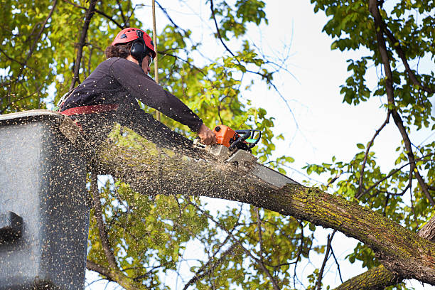 Best Root Management and Removal  in Parshall, ND